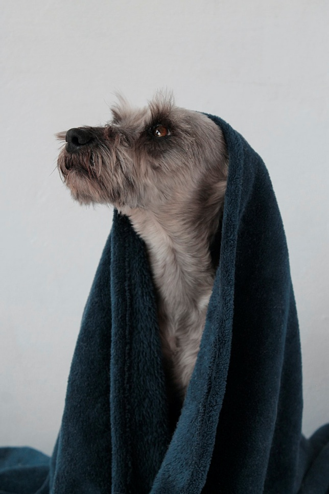 What to Look for in a Dog Shampoo?