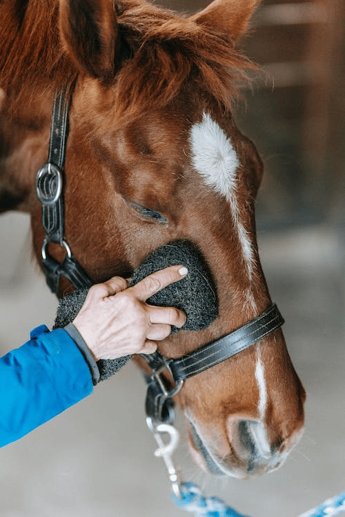 Bathing Your Horse: How Often Is Best?