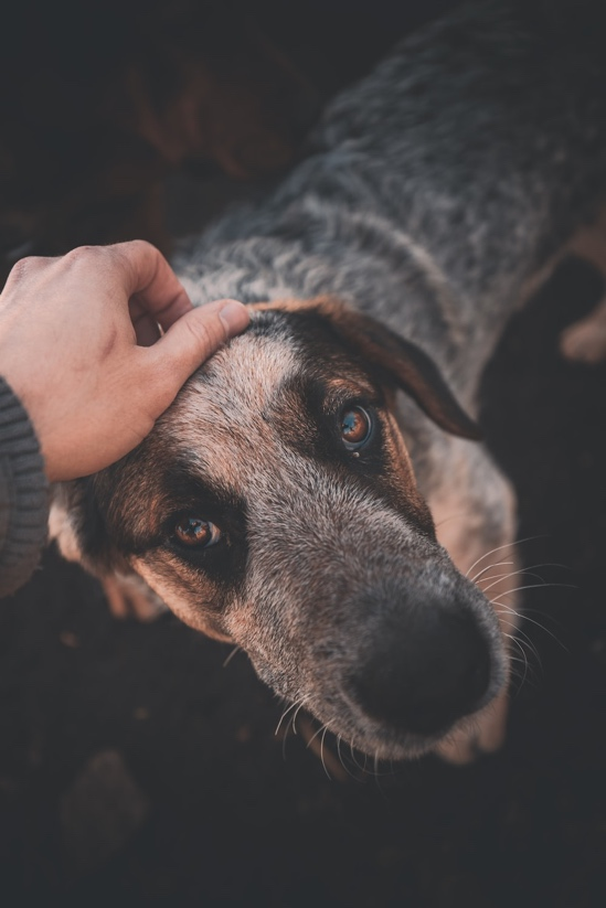 How to Treat Your Dog's Dry, Flaky Skin