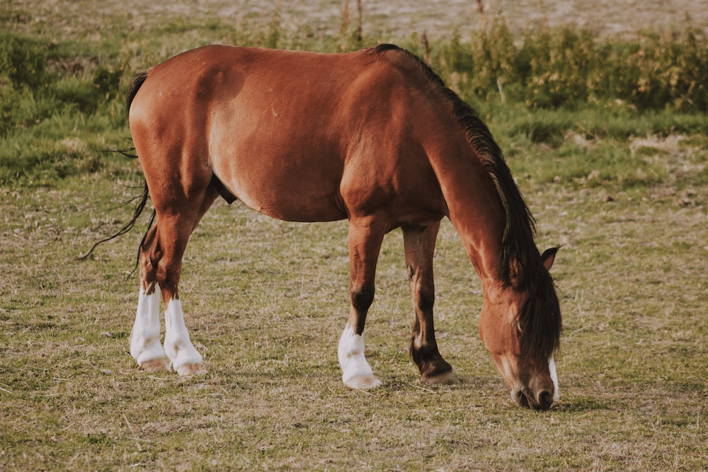 The Top 4 Causes of Allergies in Horses