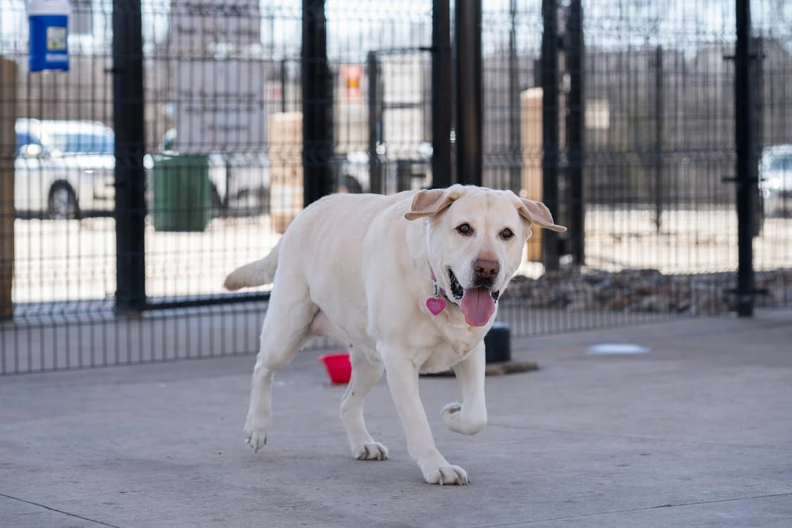 4 Ways You Can Help Your Pet with Pain Relief