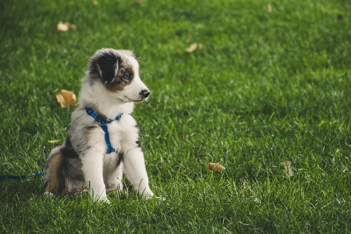 How to be Prepared for a Pet Emergency Before it Happens