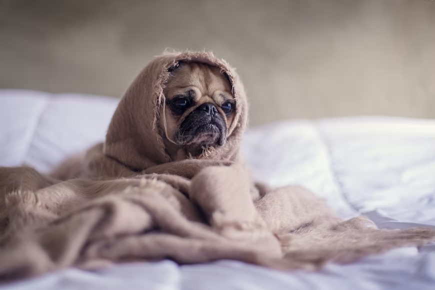 Tips for Treating Your Dog's Seasonal Skin Issues