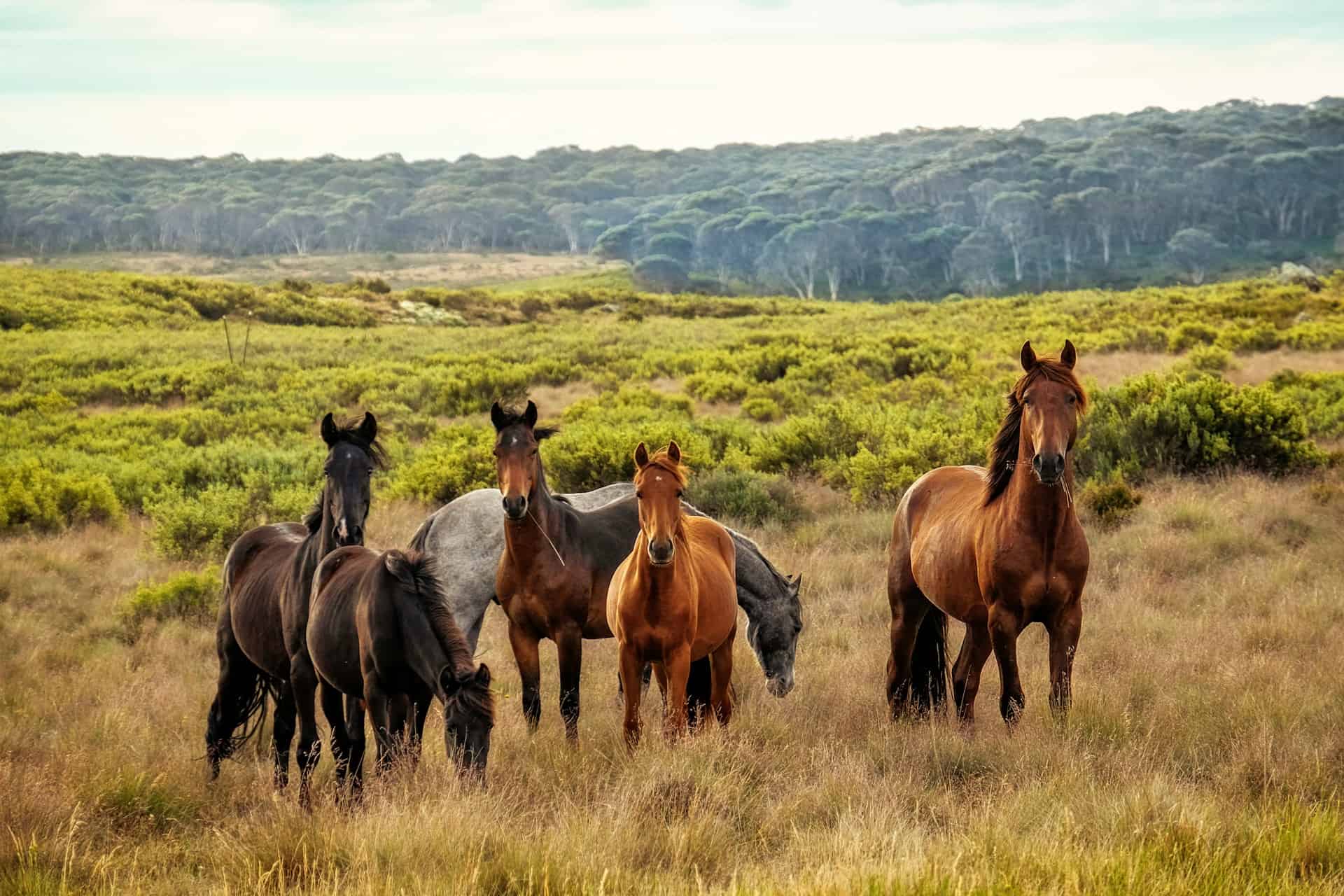Nature’s Groomers: Wild Horses and Their Hoof Trimming Tricks!