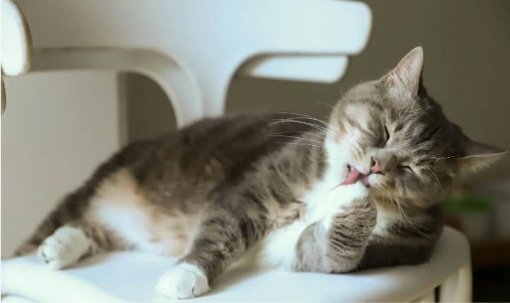 How to Get Rid of Fleas on Cats