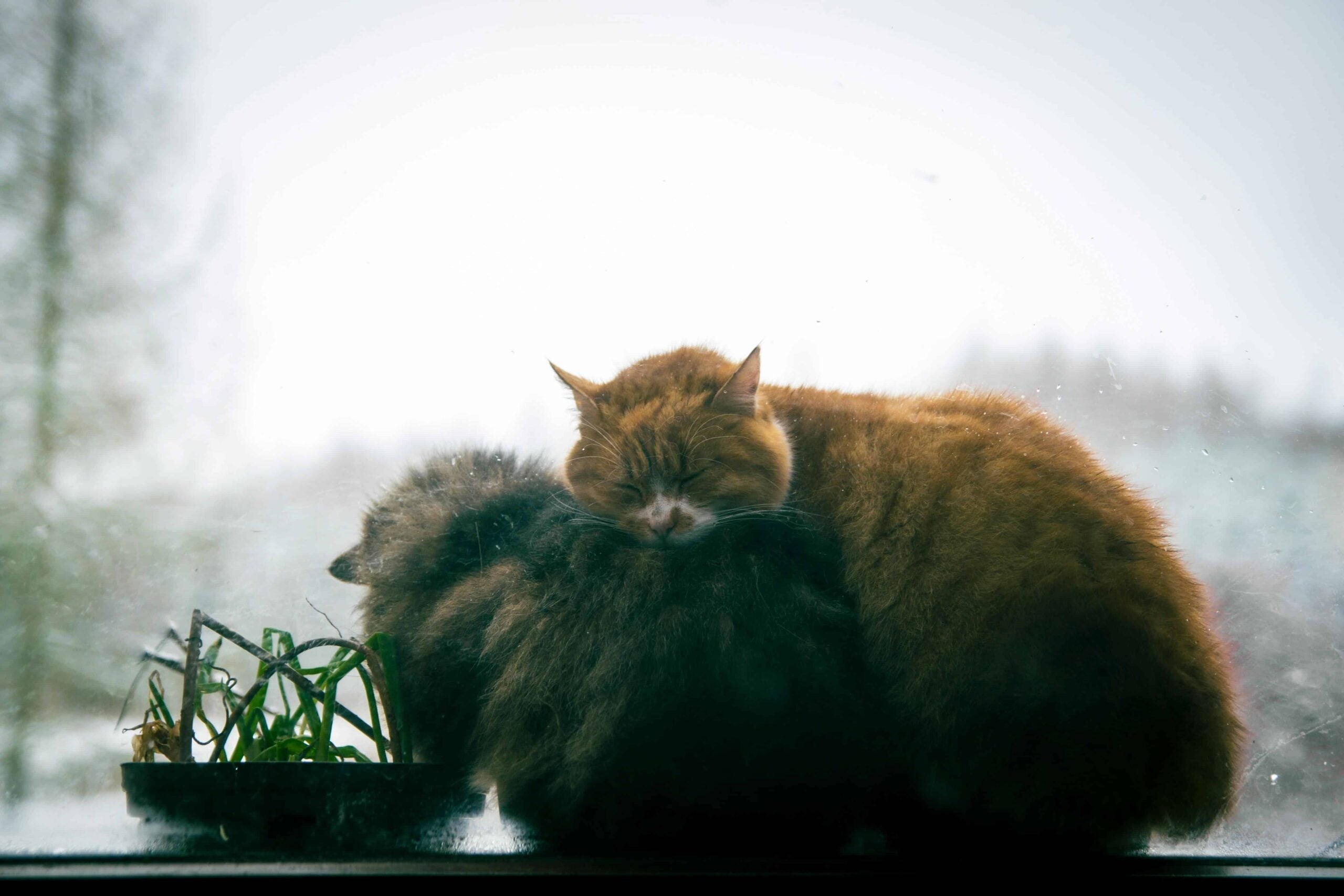 Do Your Cats Get Cold in the Winter? Here's How to Warm Them at Home