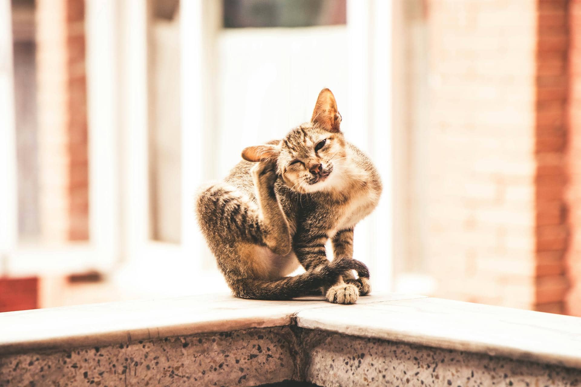 How Can I Soothe My Cat’s Itchy Skin Naturally?