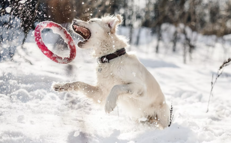 5 Ways to Care for Your Dog During Winter Months