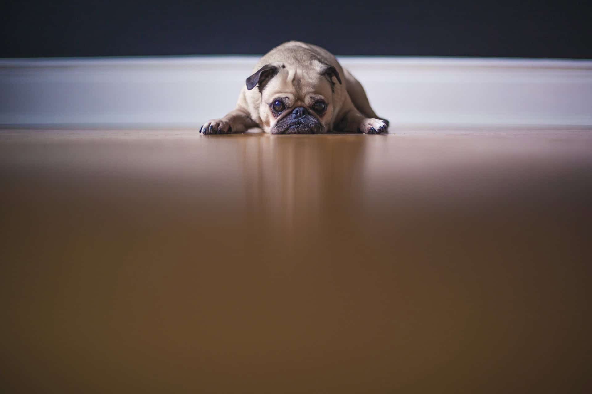 Reluctant Rover: When Your Dog Won’t Walk