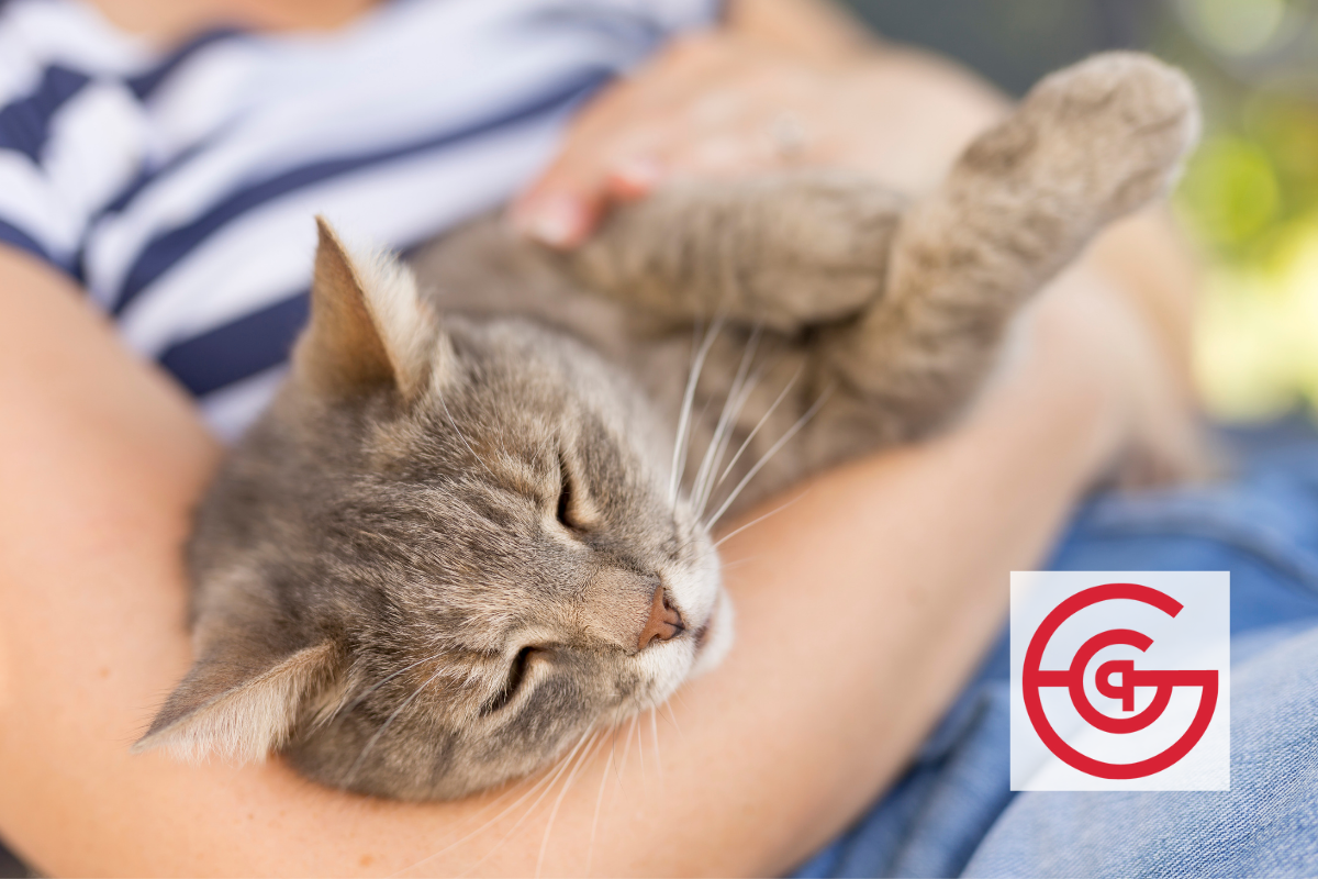 How Pets Bring Us Joy in the Hardest Times