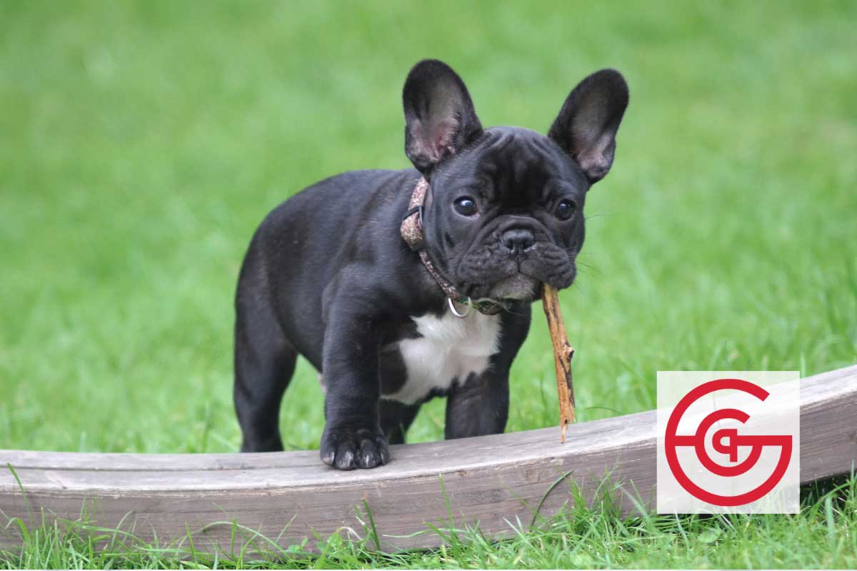What Are the Benefits of Holistic Pet Care?