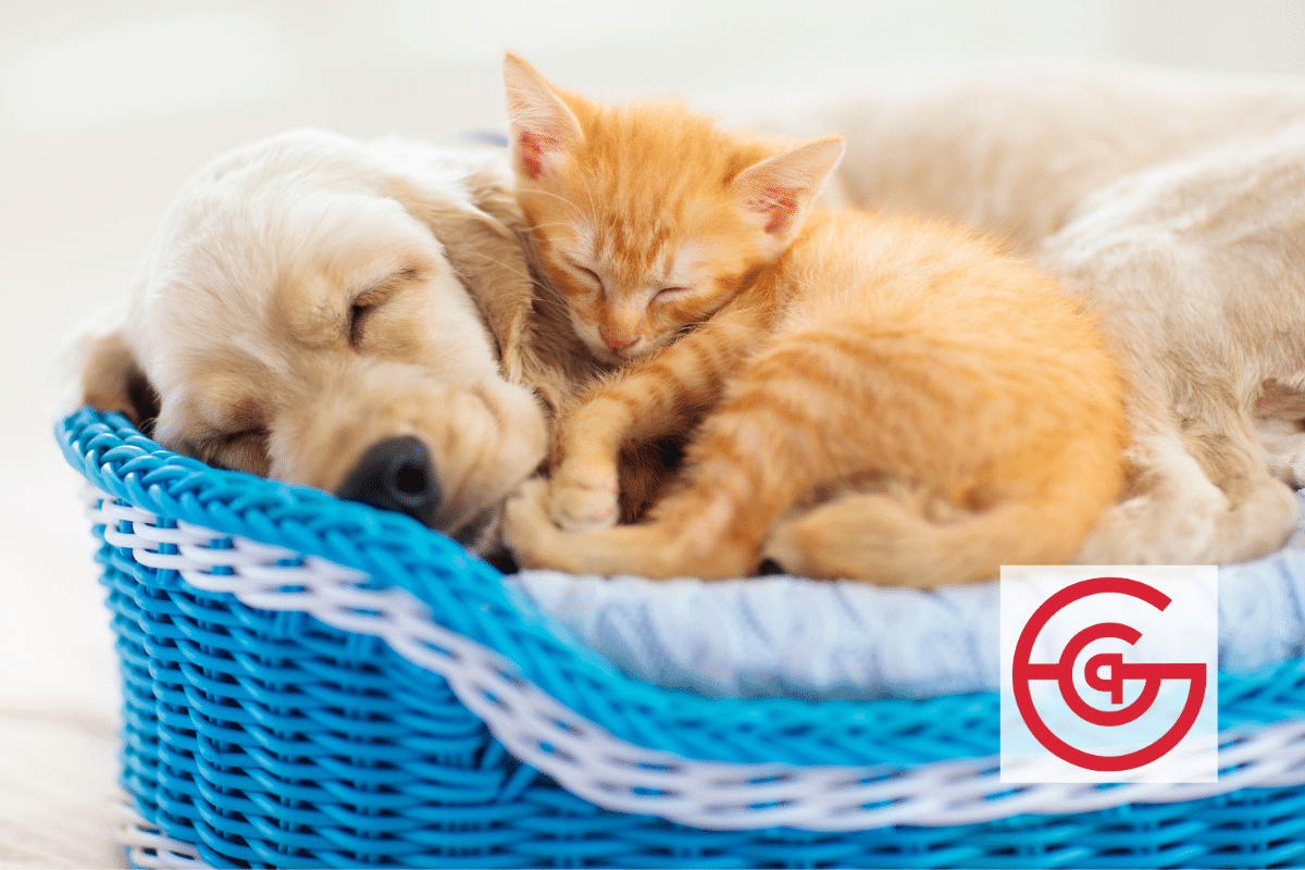 May Is National Pet Month: Here’s How To Celebrate