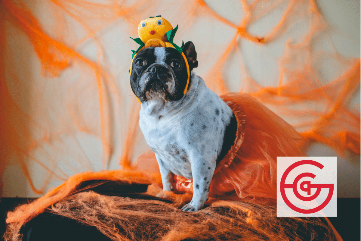5 Best Ways to Celebrate Halloween With Your Pets