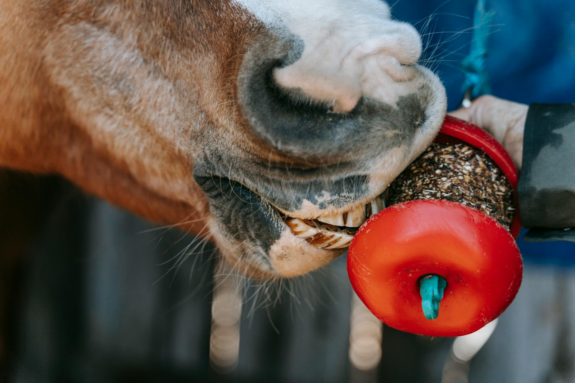 Horse Teeth & Age: What's the Connection?