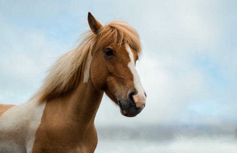 How Can I Care for My Aging Horse?