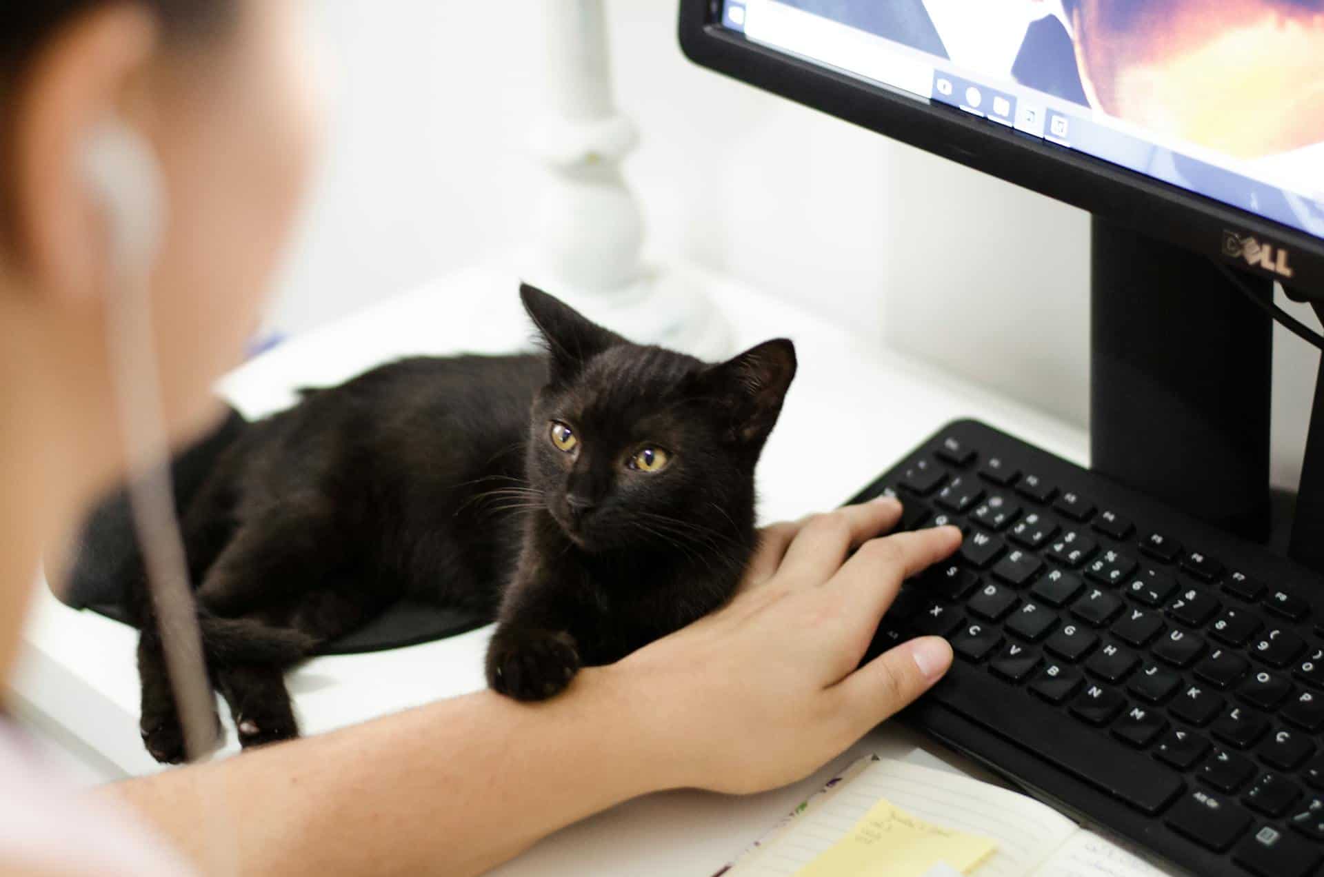 Do Cats Understand Words? Here's How We Can Communicate