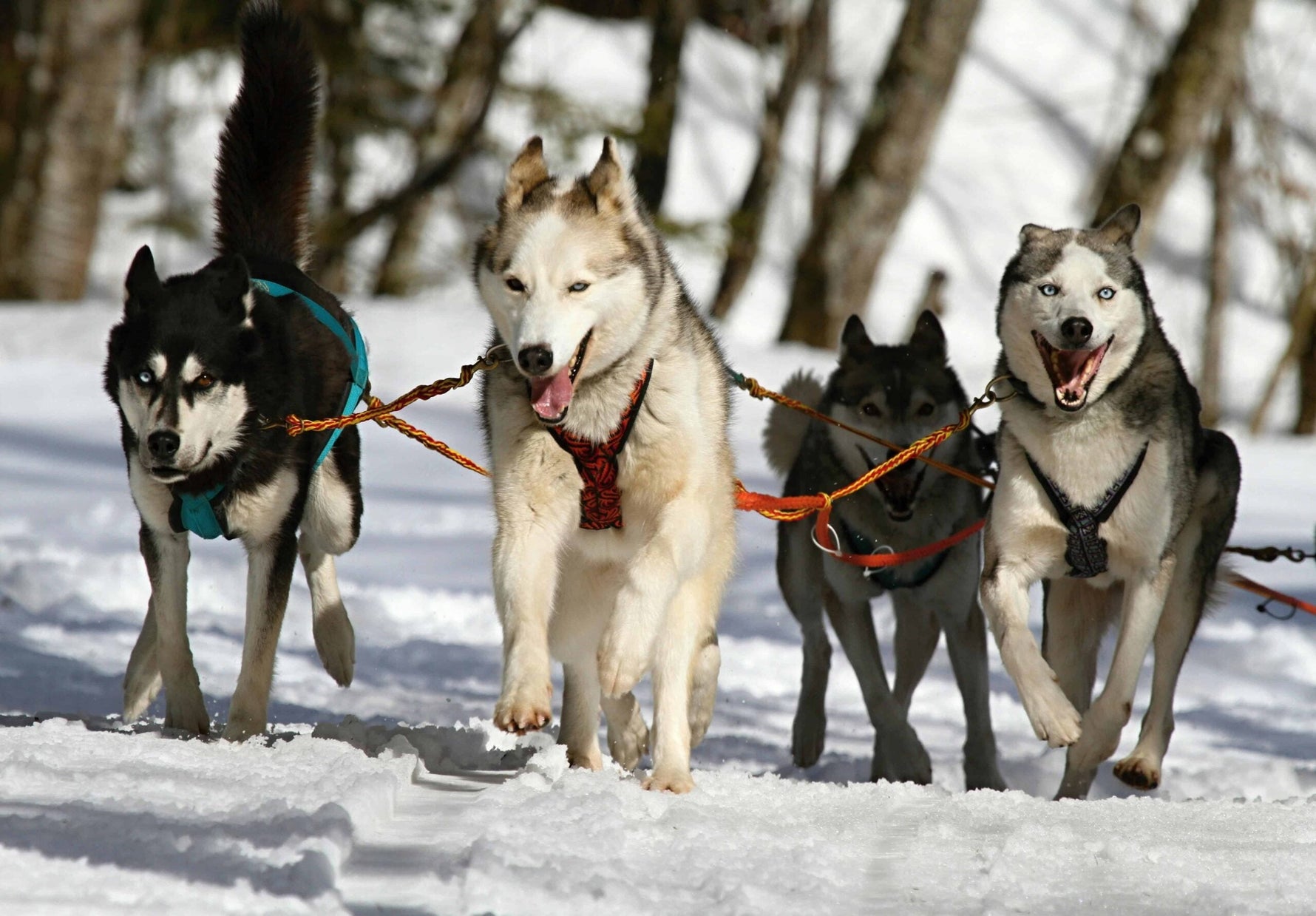 Cold Weather Dog Tips: How to Keep Your Pup Warm and Safe This Winter