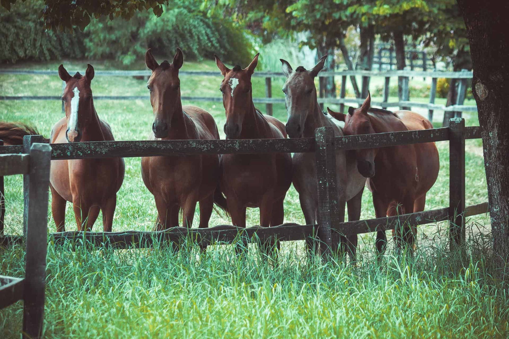 Are Horses Social Animals? Here's What You Should Know