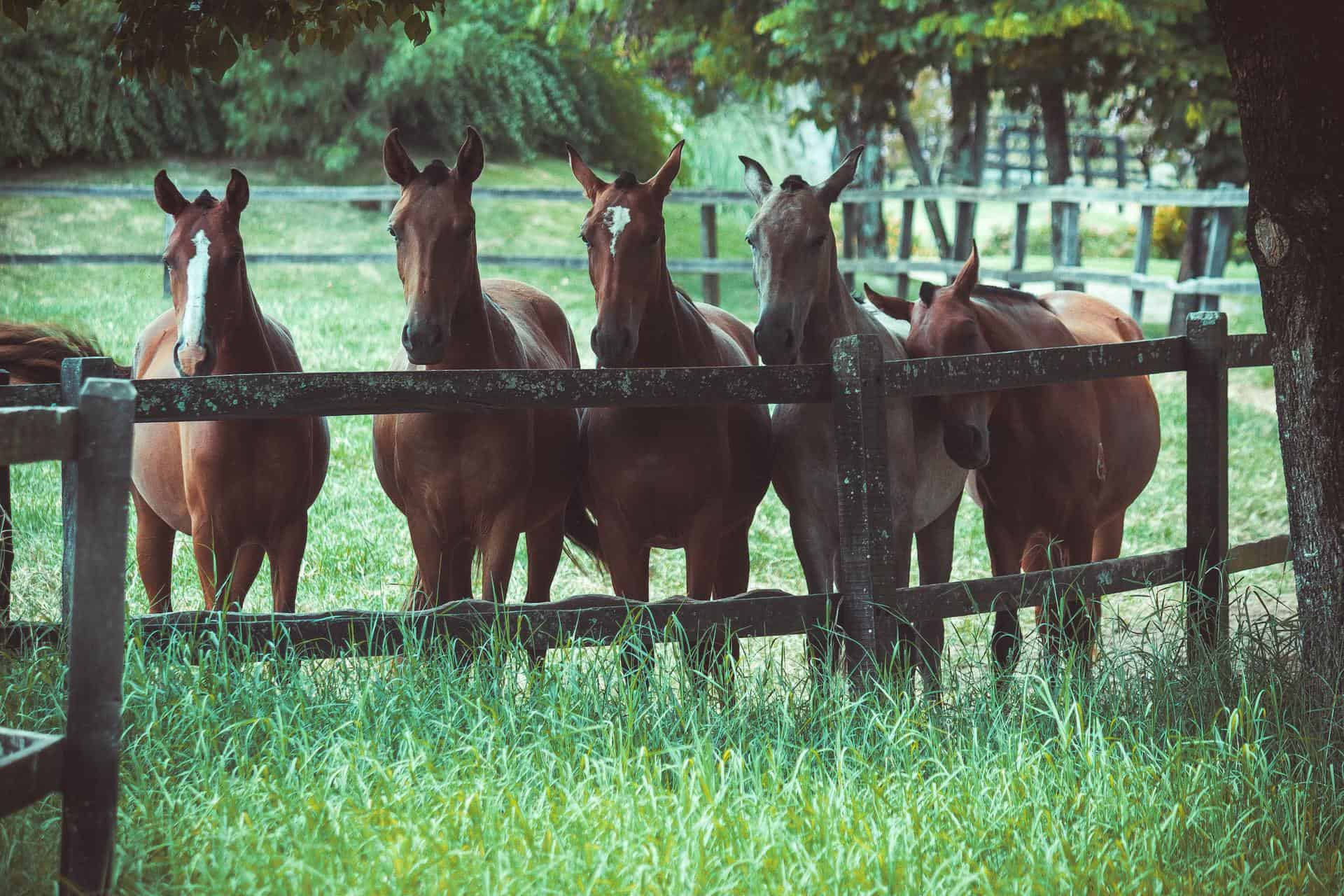 Are Horses Social Animals? Here's What You Should Know