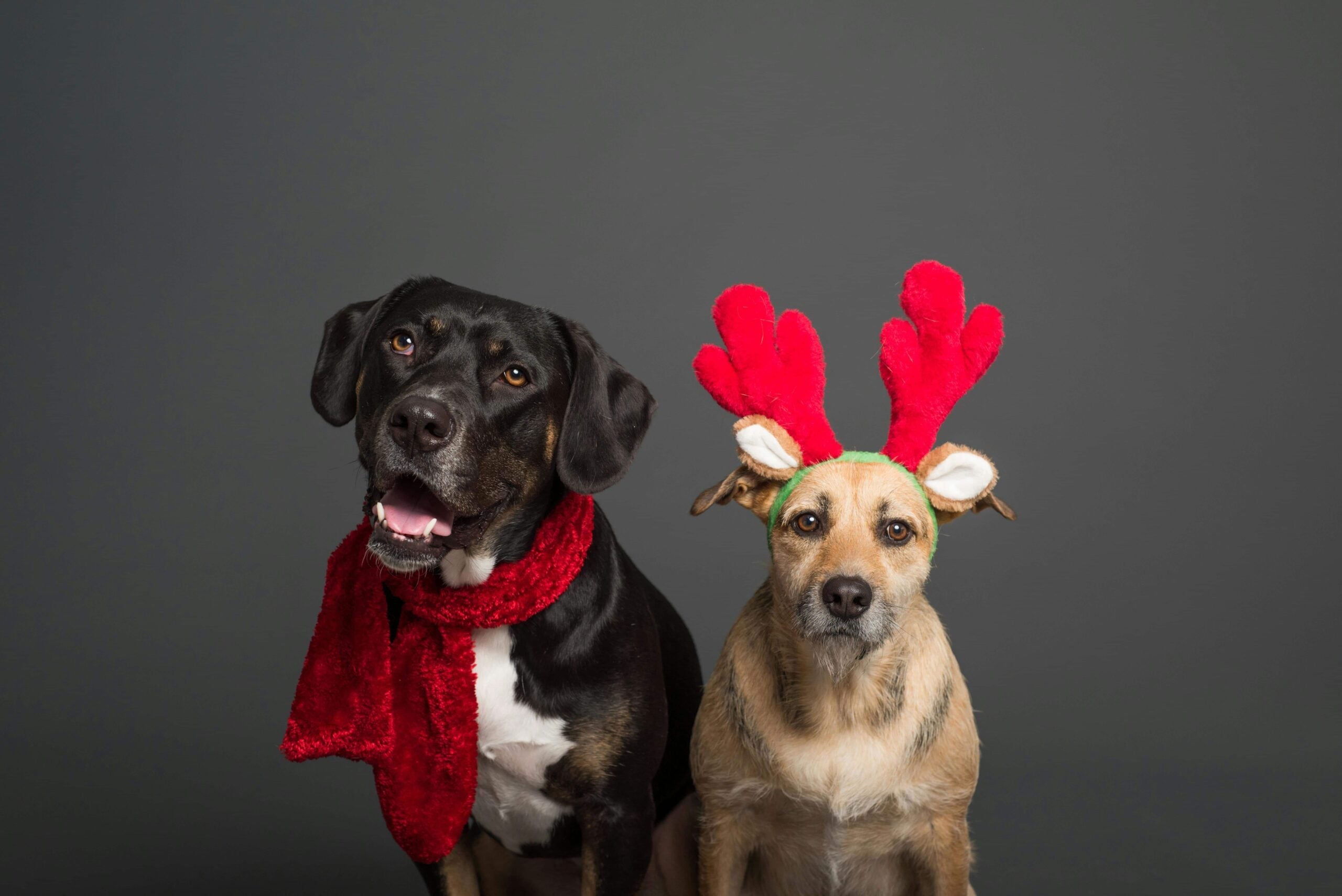 Guests Visiting for the Holidays? Here's How to Calm Down an Excited Dog