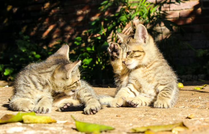 Things to Remember When Grooming Your Cat Holistically