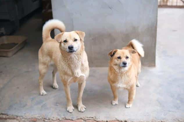 Dermatitis in Dogs: Everything You Need to Know
