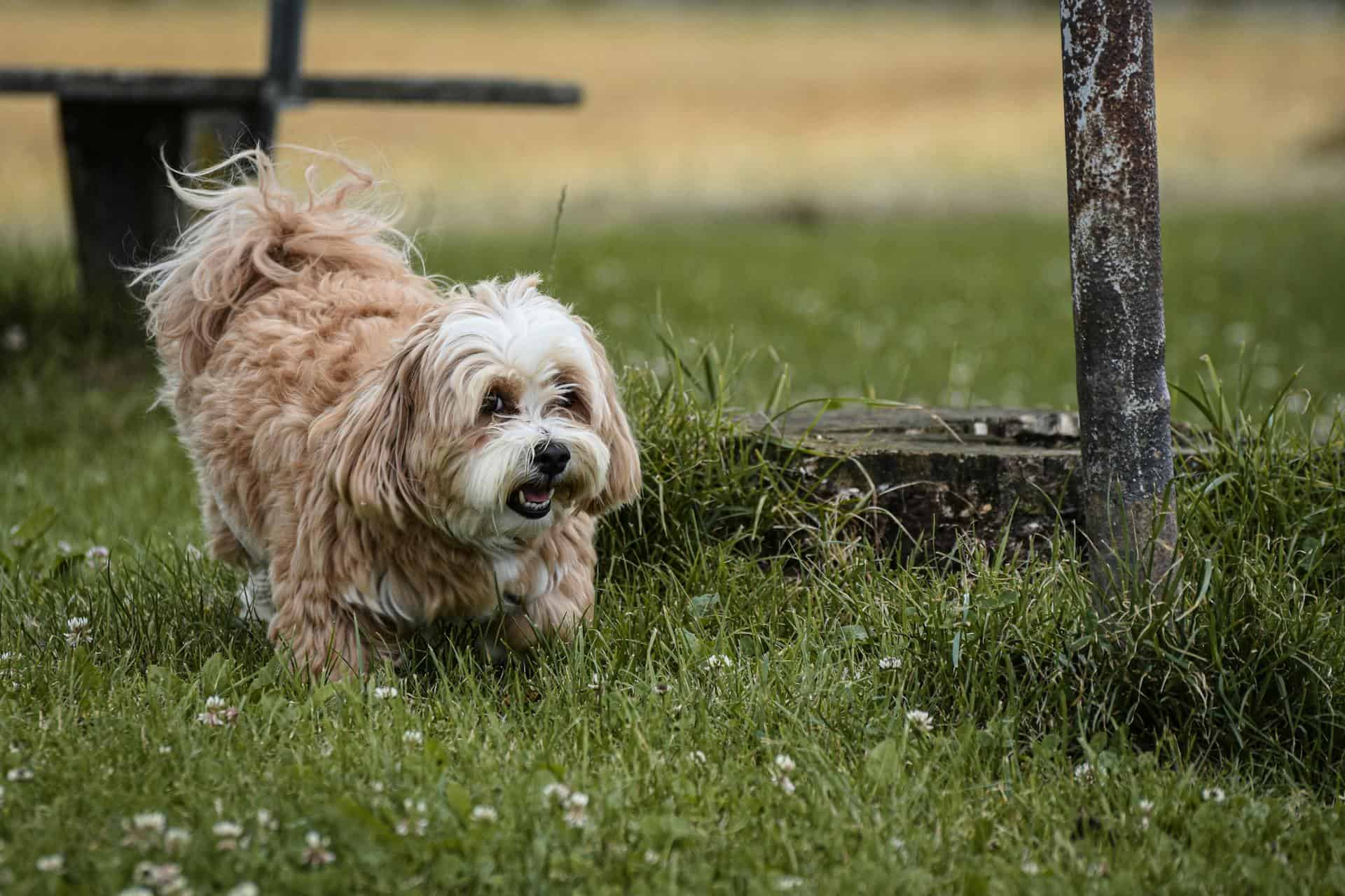 Can Food Give My Dog Hives? Here's How to Provide Relief