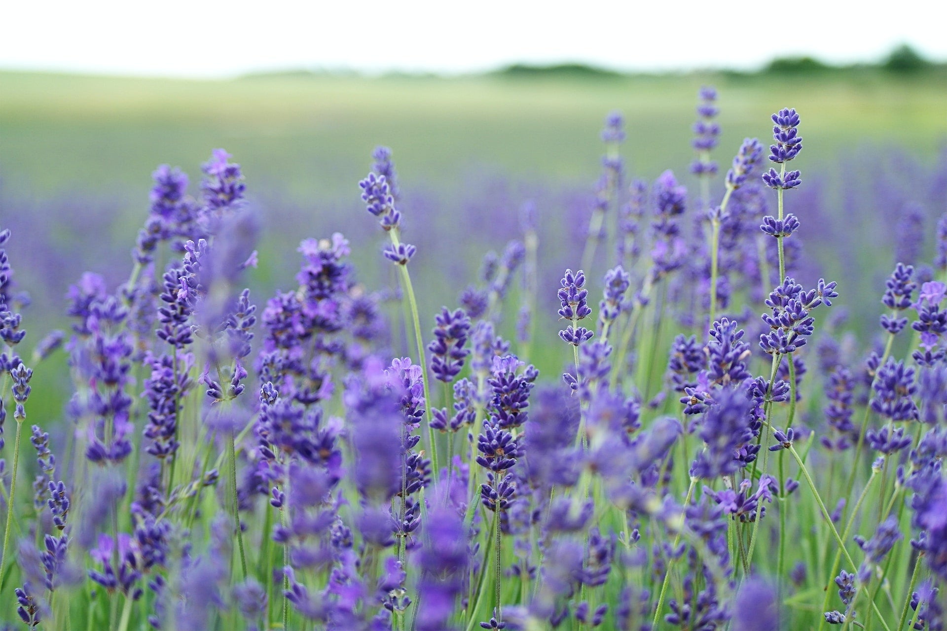 Is Lavender Oil Safe for Dogs? Safety & Benefits