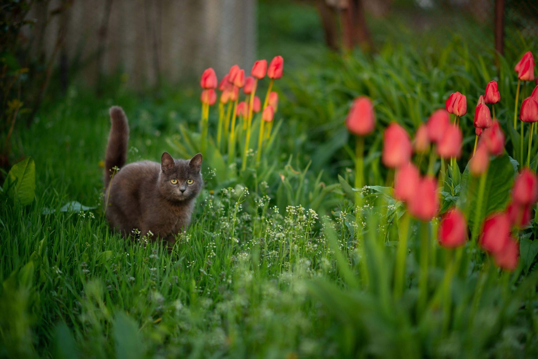 Are Cats Allergic to Tulips? Understanding the Risks and Preventing Cat Poisoning