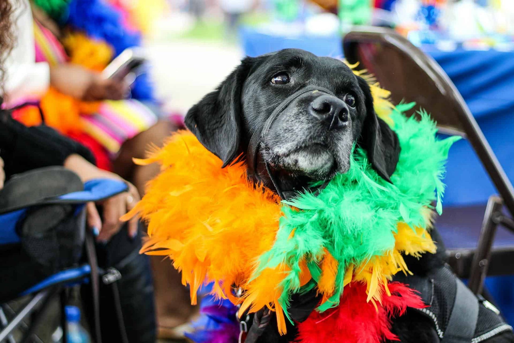 Dog Holiday Tips: How to Keep Them Calm During Gatherings