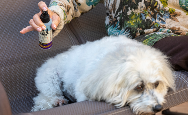 Healing Your Fury Best Friend With Holistic Joint Pain Relief For Dogs