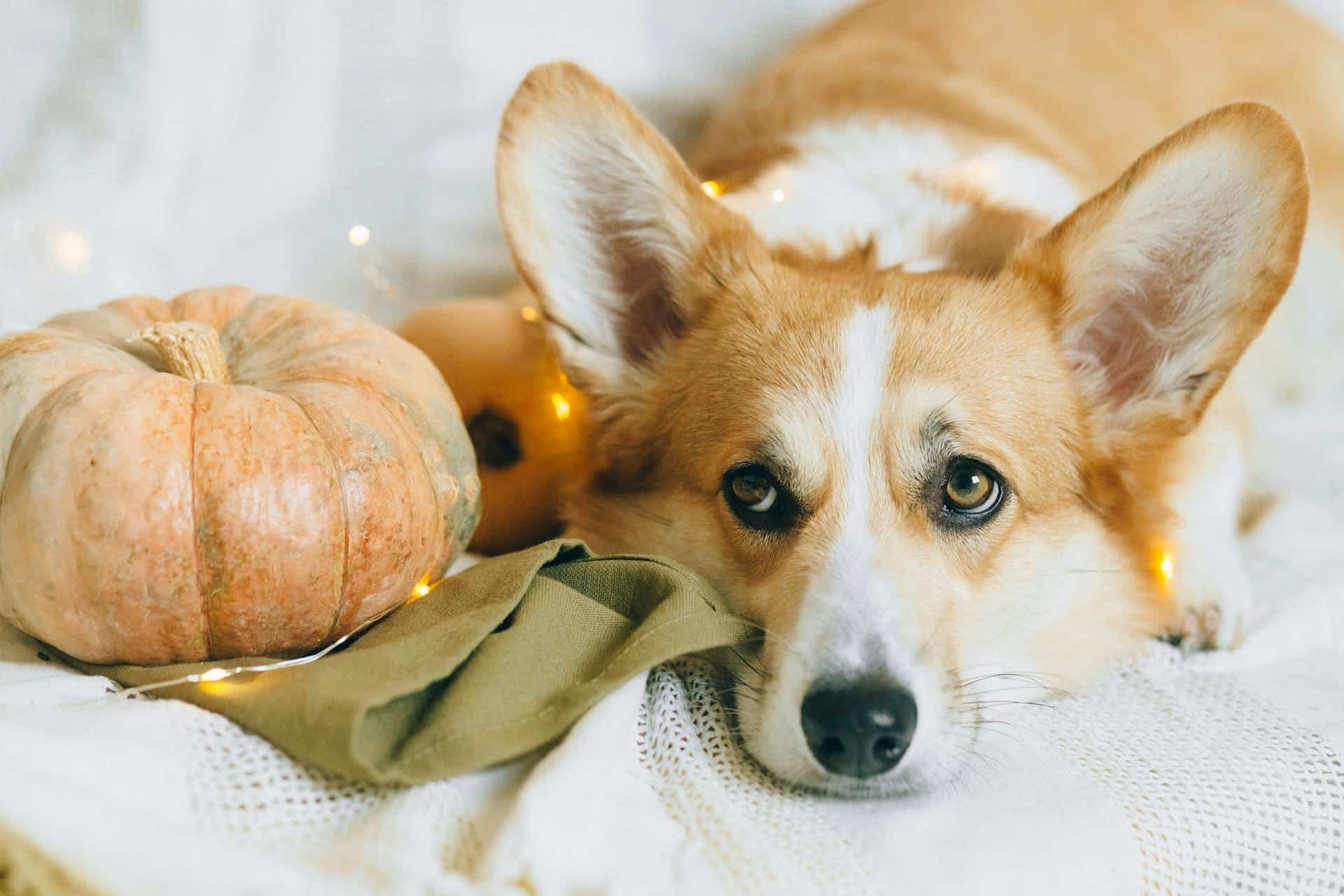 Is Pumpkin Good for Dogs? Nutritional Benefits You Need to Know!