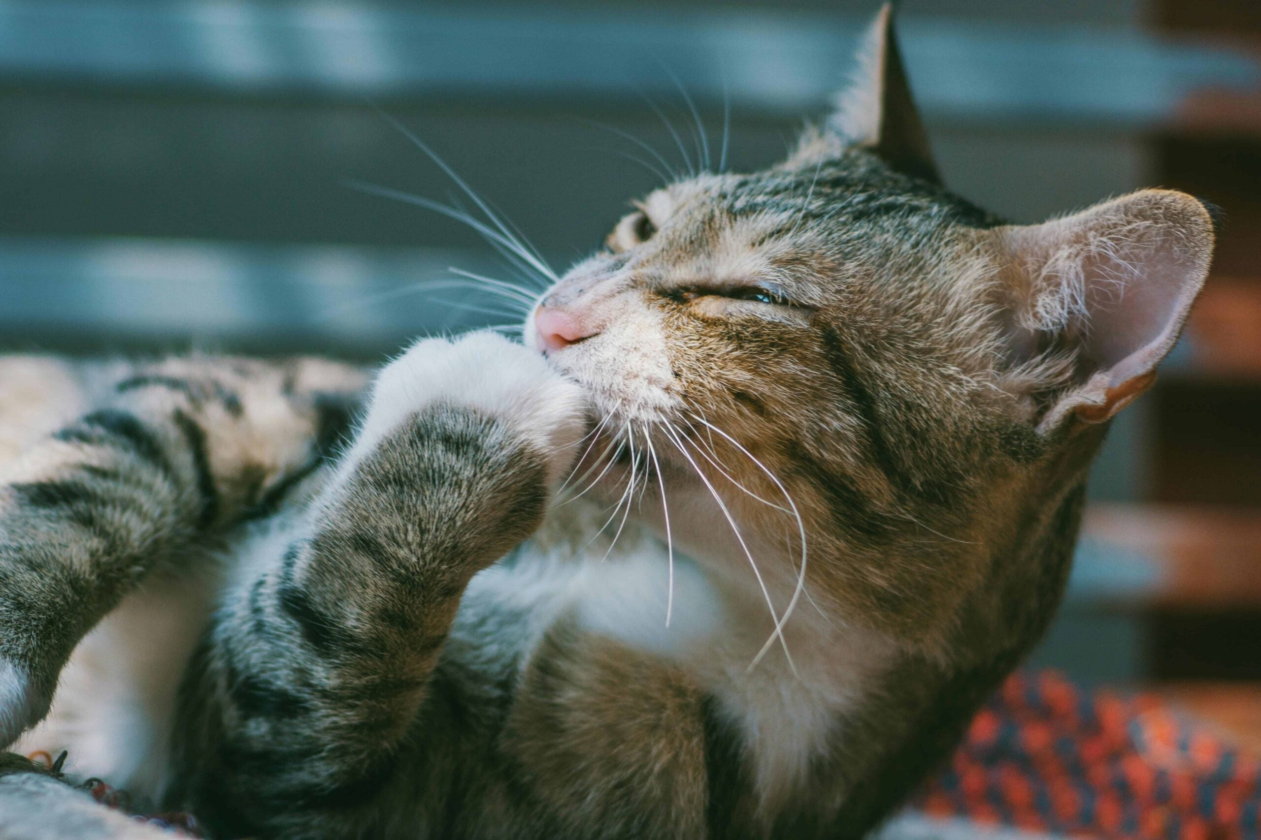 From Naps to Zoomies: Spring Fever Symptoms That Change Your Cat’s Routine
