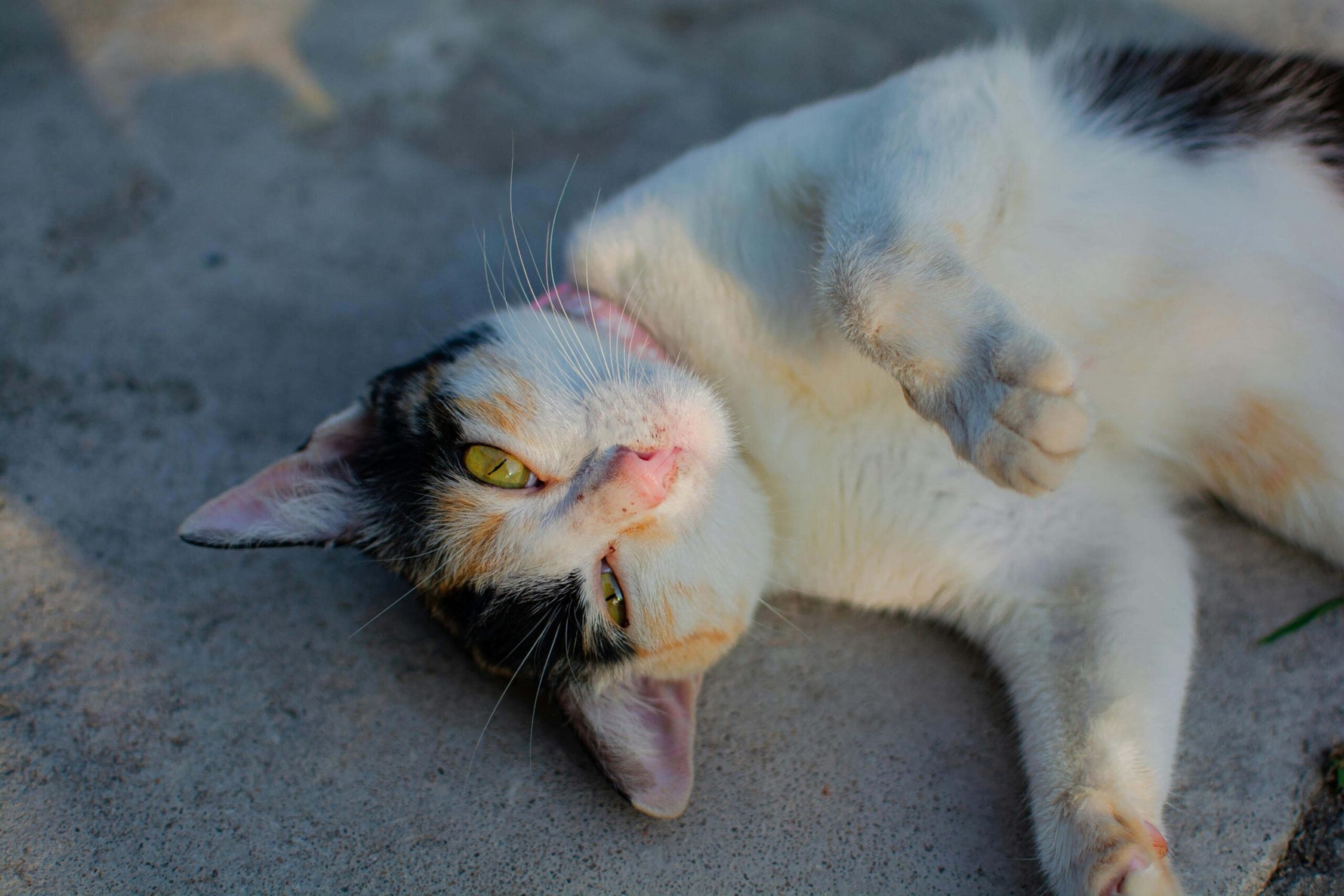 When Do Cats Go Into Heat? A Holistic Guide to Understanding and Supporting Your Cat