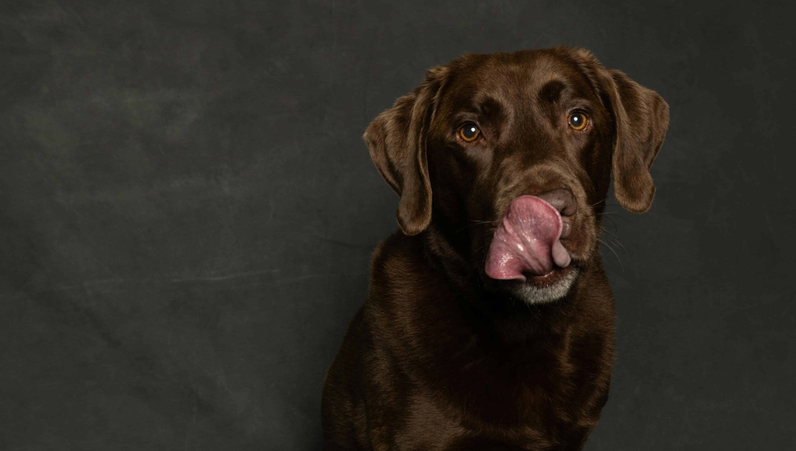 Understanding the Danger: Why Can't Dogs Have Chocolate?