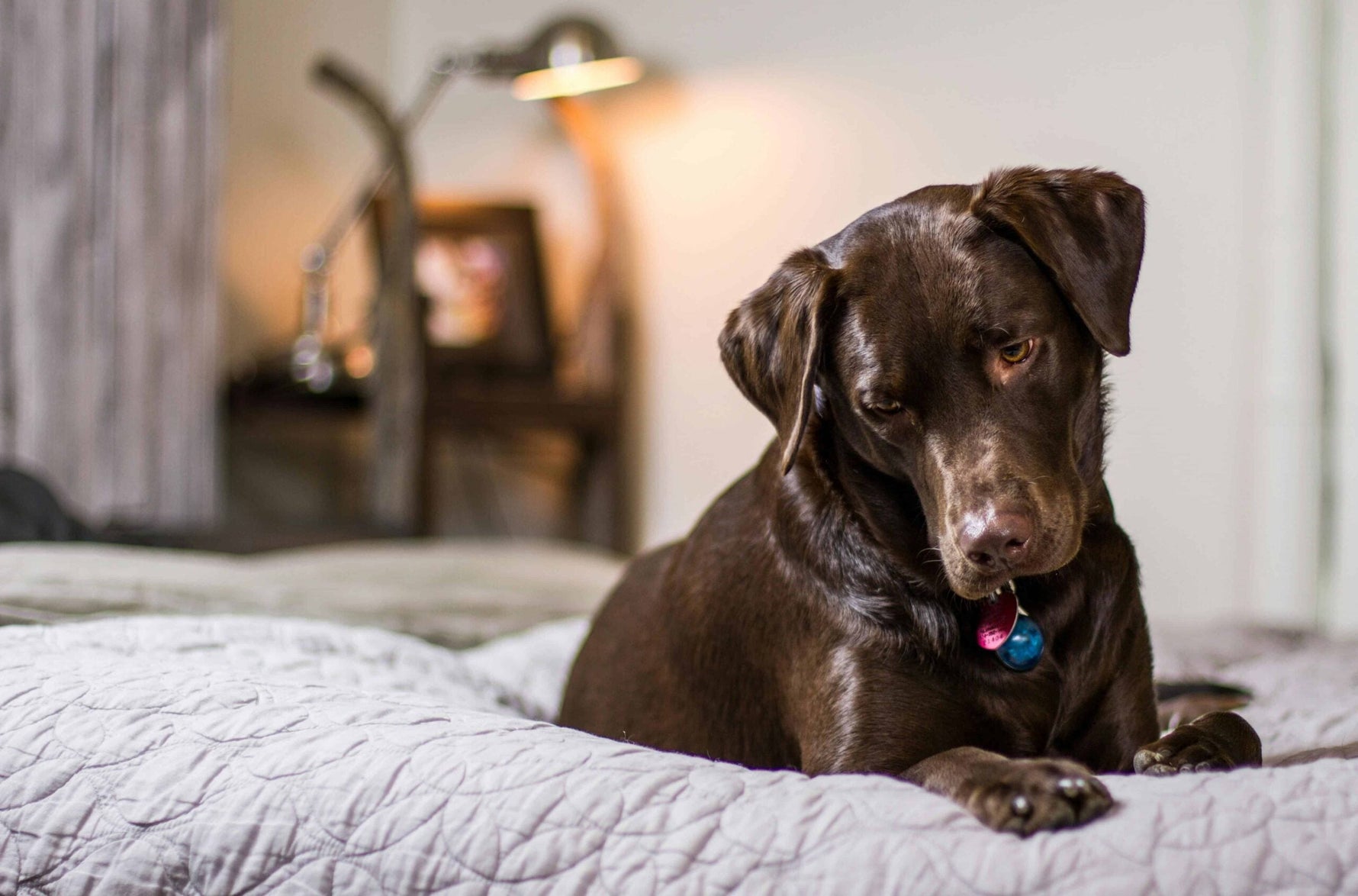 Creating Calm Spaces: Dog Coping Strategies for Pet Anxiety Awareness Month