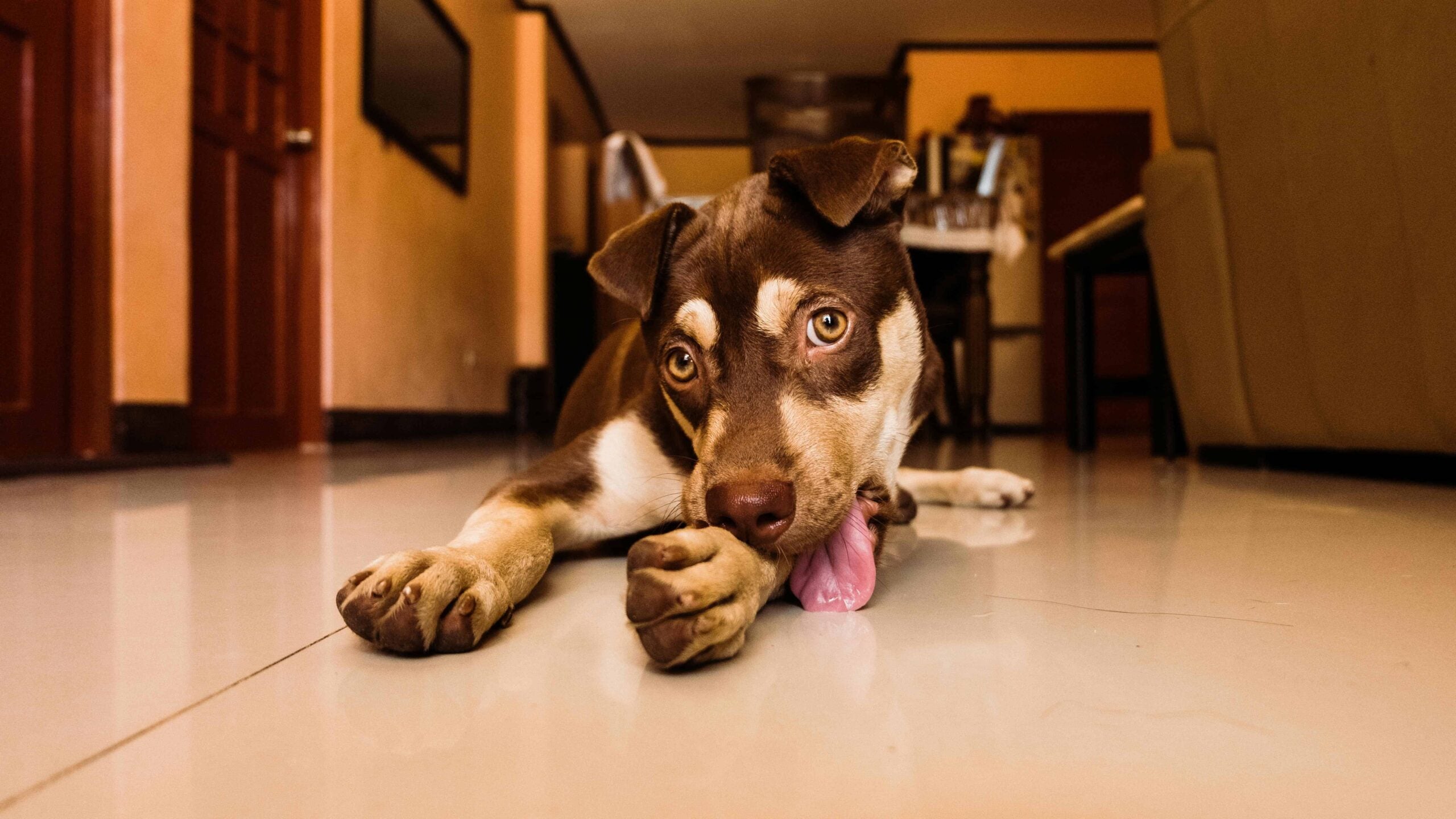 Dog Chewing on Paw? Causes & Solutions
