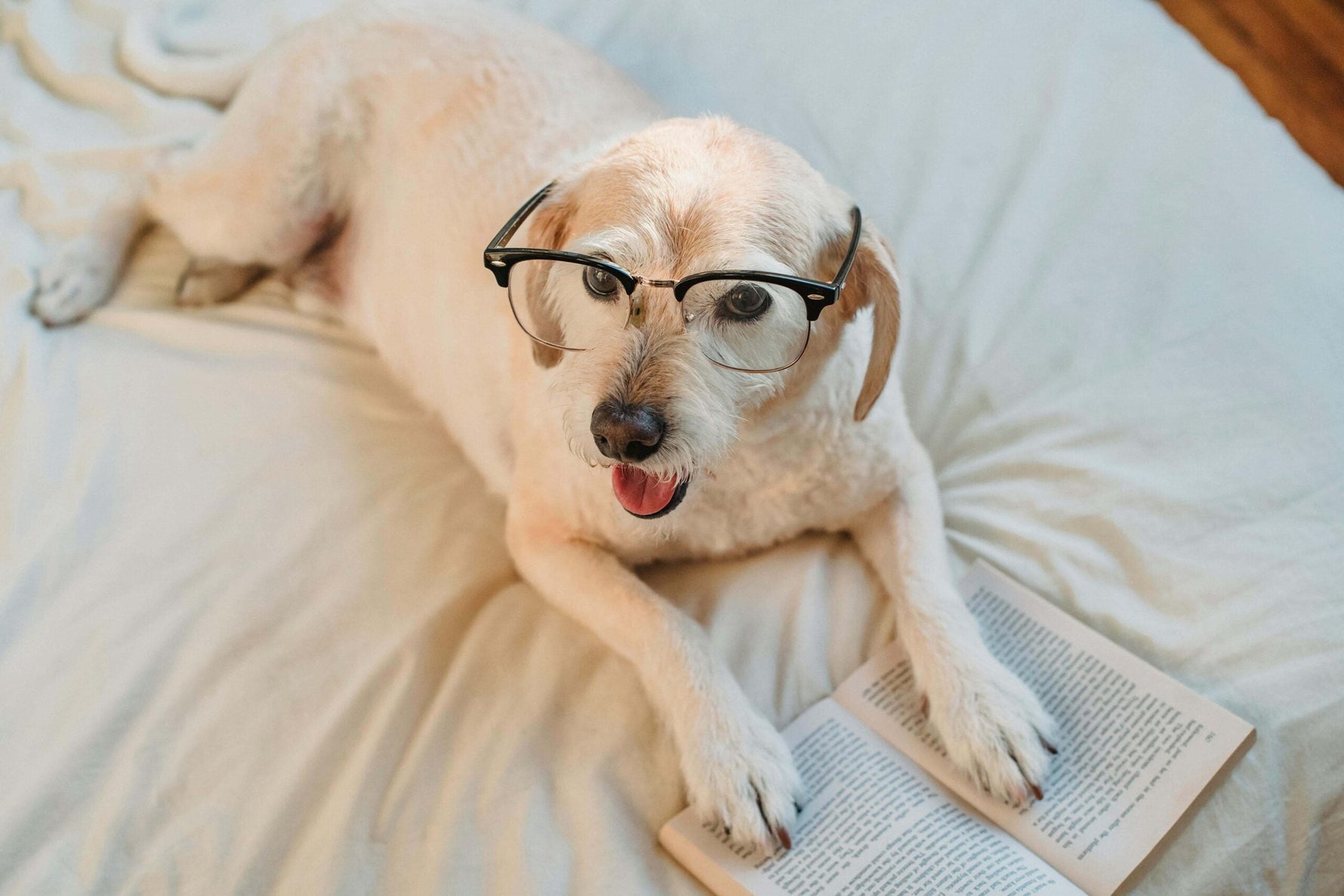 Pamper Your Valentine's Day Pets with a Spa and Relaxation Day!