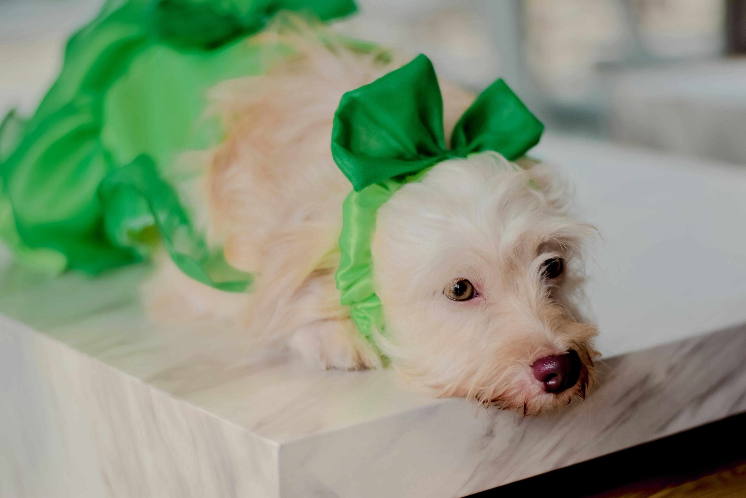 St Patrick's Parade Tips: How to Calm a Dog Down in Crowds