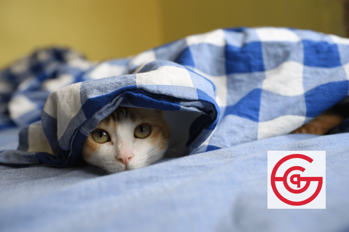 Taking Care of Your Pets in Extreme Weather and Emergencies