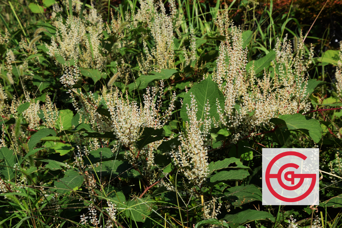 Resveratrol (Japanese Knotweed) - Functionalities and Benefits for Pets