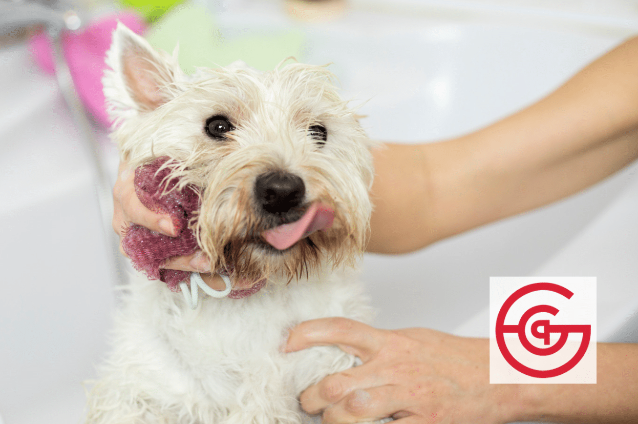 4 Tips for Grooming Your Own Dog