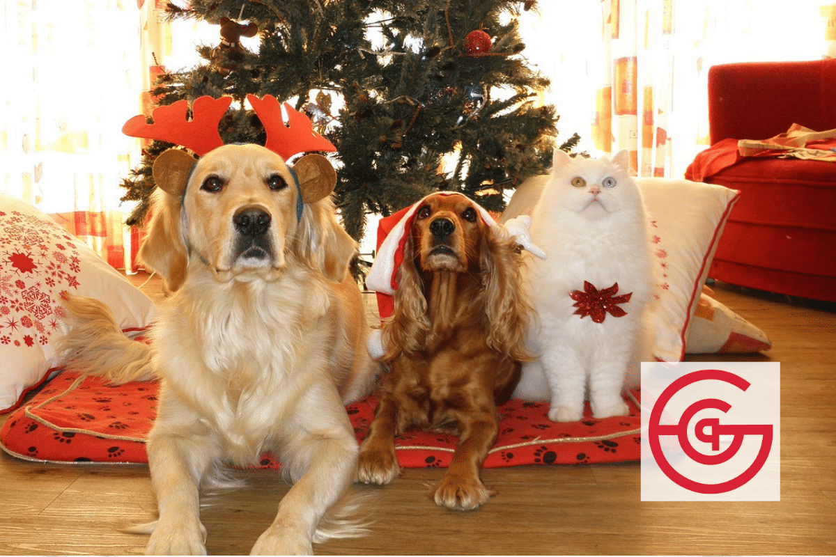 7 Great Pet Holiday Gift Ideas