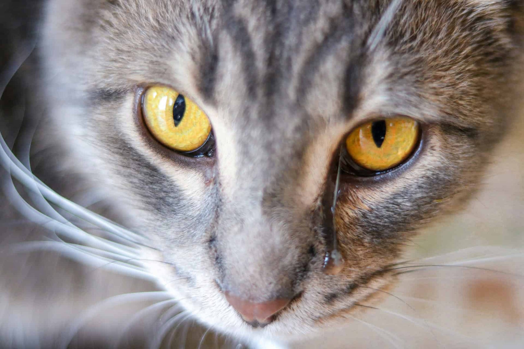 Watery Eyes: Exploring Reasons for Your Cat's Tears