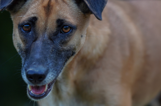 How to help your pet deal with seasonal allergies