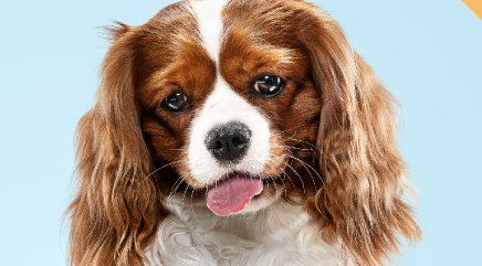 Signs Your Pet Needs Grooming