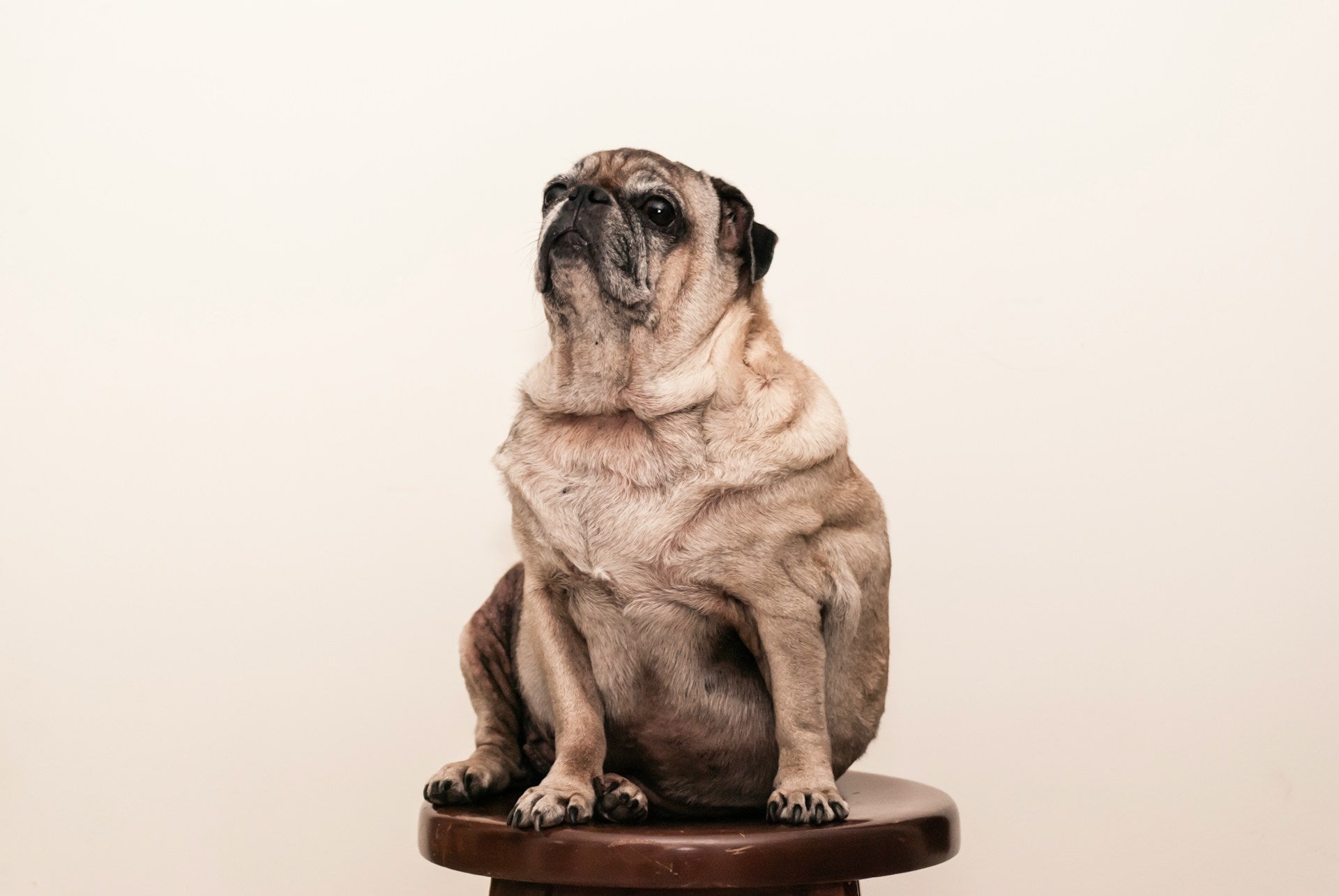 How to Tell If Your Dog is Overweight
