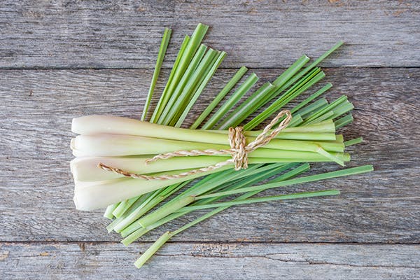 Lemongrass- Functionalities and Benefits for Pets