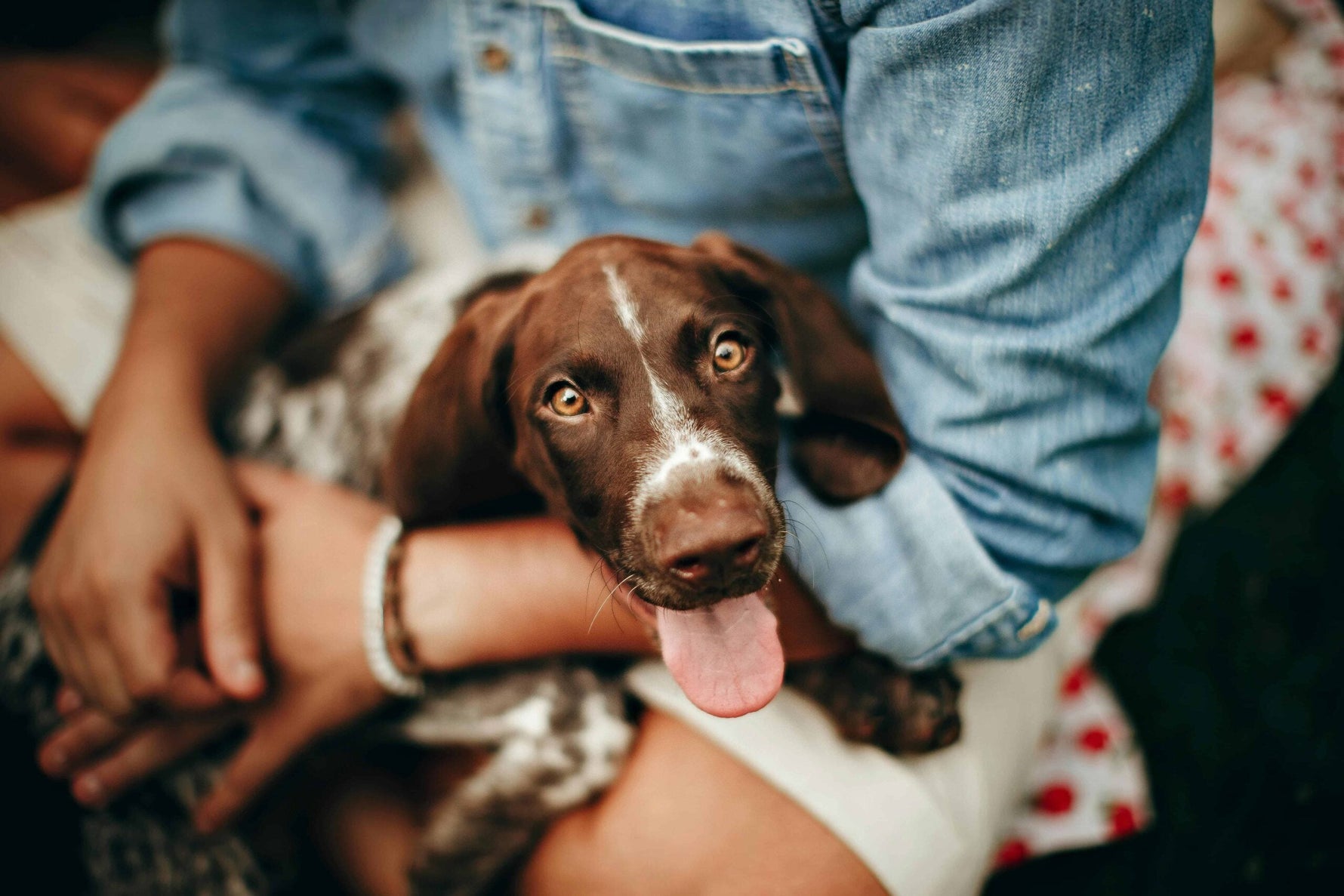 Valentine's Day: Dog Approved Activities