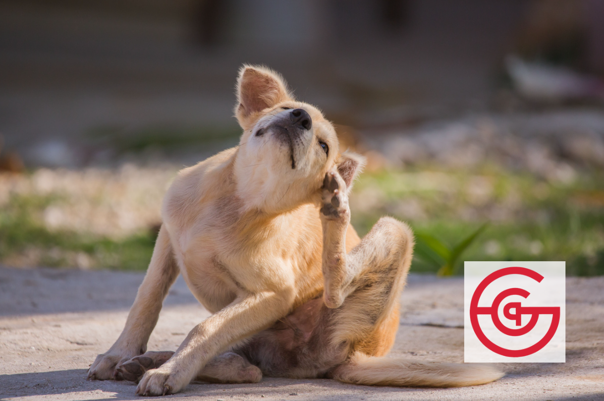 What Pet Owners Should Know About Pet Allergies